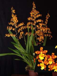WILS. PACIFIC PASSAGE ~HANDSOME~ ONCIDIUM Orchid Plant  