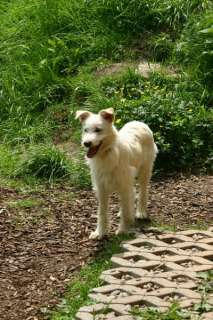 CONSTANTIN, wunderschöner Junghund in Saarland   Neunkirchen  Hunde 