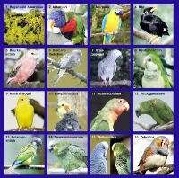 CD Exotische Vogelwelt; Vogelstimmen von Papageien,Sittiche 