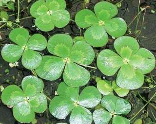 Leaf Water Clover pond plant comes back each year Z6  