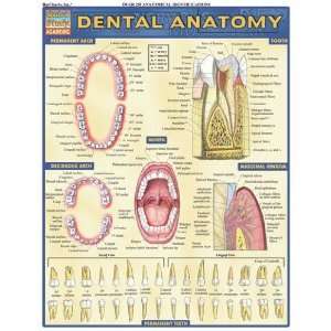  BarCharts  Inc. 9781572228108 Dental Anatomy  Pack of 3 
