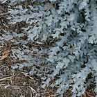 Eucalyptus Moon Lagoon Fine Leaf Mallee Florist Item