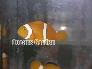 ORA True Percula Clownfish   Misbar   Aquacultured 1.5  