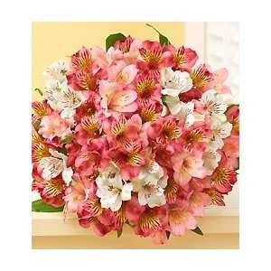 Flowers by 1800Flowers   Pink & White Peruvian Lily Bouquet, 50 100 