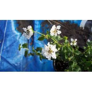  White Lantana 1 Gallon Live Plant Patio, Lawn & Garden