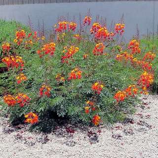 RED BIRD OF PARADISE CAESALPINIA PULCHERRIMA 10 seeds  