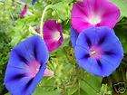   GLORY ~ GIANT 10+ Seeds Seedheaven *Combined Shipping* ANNUAL Vine