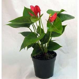  Red Anthurium Plant   Easy to Grow   4 Pot Patio, Lawn 