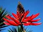 erythrina coralloides na ked coral tree hummers 1 0 seeds
