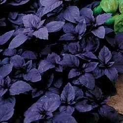 Basil Red Rubin 50 Herb Seeds *Aromatic Purple Beauty*  