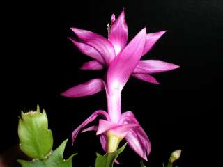 Christmas cactus, JOLLY DANCER, nice star shape flowers, rose/purple 