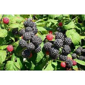  1 Black Raspberry 18  2 bareroot bush Patio, Lawn 