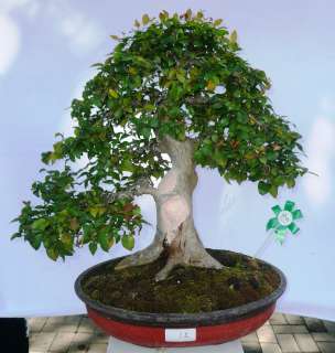 Surinam cherry is a tough and hardy shrub and enjoys growing in 