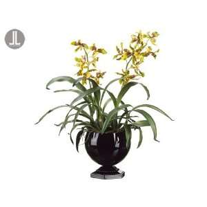  35 Rossioglossum Orchid Plant in Metal Urn Green Brown 
