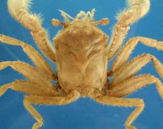 Sponge Crab  Homola orientalis,Henderson, 1888 # 07372  