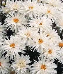 Crazy Daisy Perennial   8 Plants   Leucanthemum  