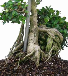 Green Island Bonsai Tree     Old Real Live Plant w/Pot  