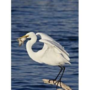  Great Egret with a Fish, Sonny Bono Salton Sea National 
