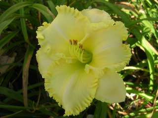 Daylily Seeds 5 LACE COOKIES X SEEDLING 2831E  