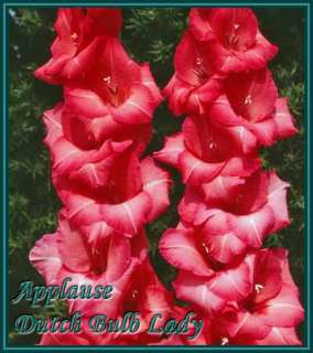 40 Gladiolus Corms ***53 Species Inside*** You Pick & Choose 