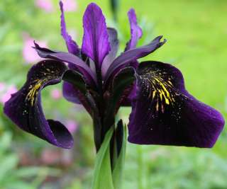 Black Iris chrysographes  Perennial  Very Distinctive   Potted  