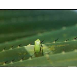  A Northern Dwarf Tree Frog Sits Camouflaged on an Thorny Palm 