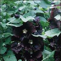 Black Hollyhock   25 Flower Seeds   Unusual Perennial  