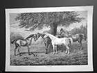 GORGEOUS HORSES IN PASTURE EQUINE HORSE ANTIQUE PRINT 1905
