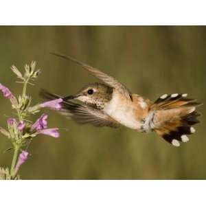  Rufous Hummingbird Female (Selasphorus Rufus) Feeding at a 