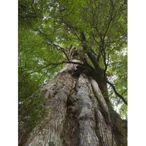 Kigensugi Giant Sugi Cedar Tree, Estimated to Be 3000 Years Old, Yaku 