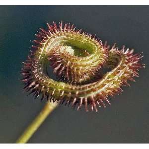  Prickly Caterpillar Plant 25 Seeds  Scorpiurus Heirloom 