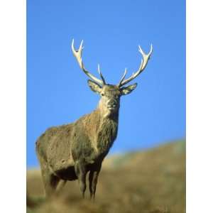  Red Deer, Cervus Elaphus Stag on Moorland Scotland, UK 