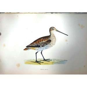  1851 British Bird Great Snipe Nature Colour Print