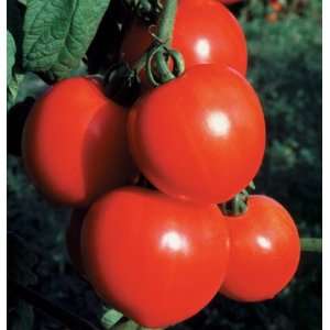  Davids Red Hybrid Grape Tomato Olivade 10 Seeds per 