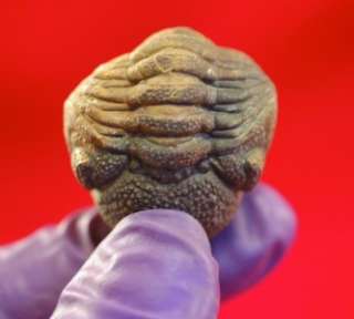   PHACOPS RANA TRILOBITE FROM MOROCCO   EYES +++   Stock 14  