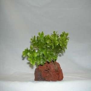  Rocky 2 Green Lava Rock Plant 4 5 Inches