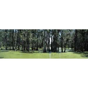 Trees in a Swamp, Magnolia Plantation and Gardens, Charleston by 