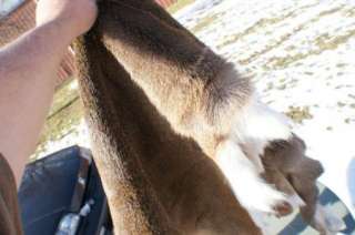 Super nice white tail deer hide w/ hair on buckskin tan  
