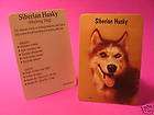 Siberian Husky Dog Profile Card  