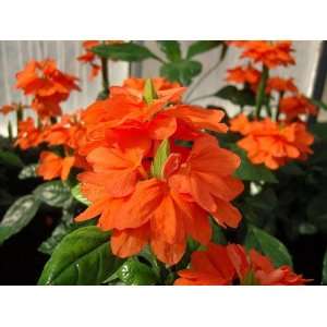  Firecracker Plant   Crossandra  Kanakambaram Houseplant 