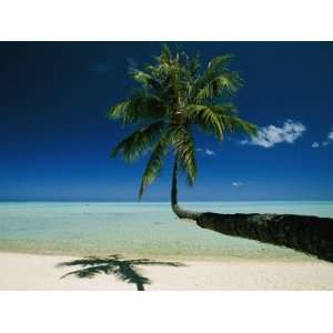  A Single Palm Tree Grows Horizontally Across the Beach 