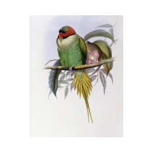 Bonapartes Parakeet by John Gould. Size 12.19 inches width by 15.97 