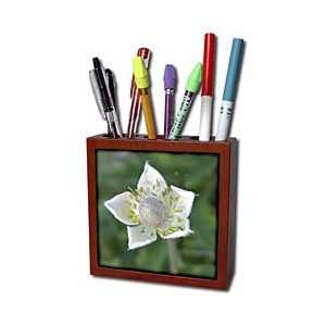   Flower   Tile Pen Holders 5 inch tile pen holder