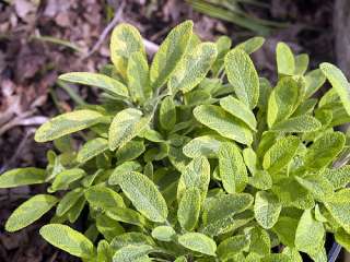 Golden Sage Herb   Grow Indoors/Out   4 Pot  