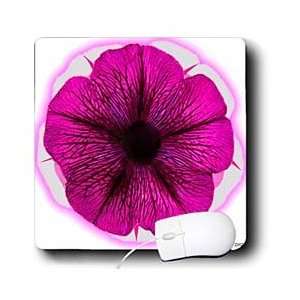   Hogge Jr Flowers   Pink and White Petunia   Mouse Pads Electronics