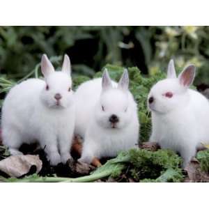  Domestic Rabbits, Netherlands Dwarf Breed, Small and White 
