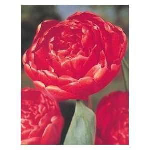 10 Red Double Bloom Miranda Tulip Flower Bulbs  Grocery 