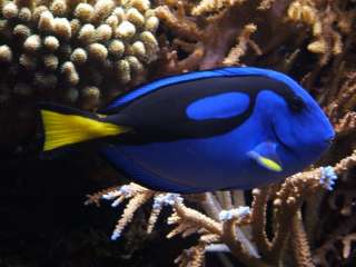 Australia 2012 Sea Life Reef Blue Tang Surgeonfish 50 Cents Silver 