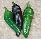 anaheim chili pepper 4 plants mexican chile expedited shipping 