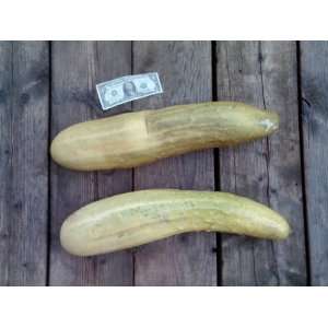  Mammoth Zeppelin Cucumber Seed   25 pound cucumbers Patio 
